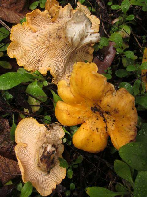 Image of Cantharellus californicus D. Arora & Dunham 2008