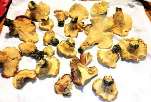 Image of Cantharellus californicus D. Arora & Dunham 2008