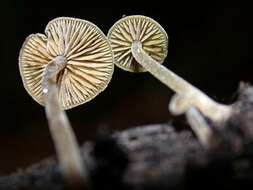 Image de Simocybe