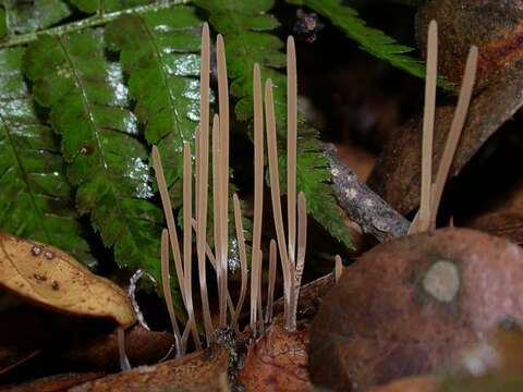 Typhulaceae resmi