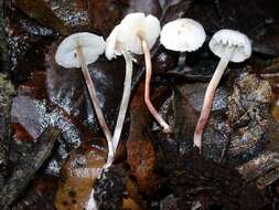 Image of Cystolepiota seminuda (Lasch) Bon 1976