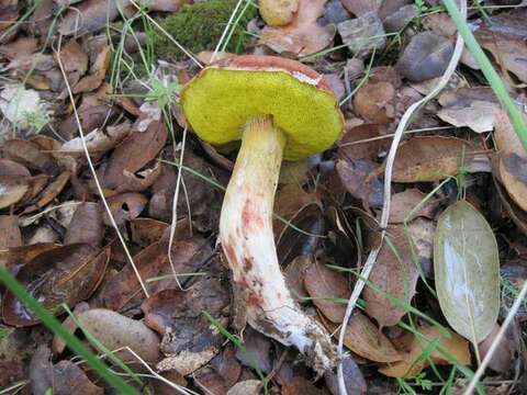 Plancia ëd Aureoboletus flaviporus (Earle) Klofac 2010