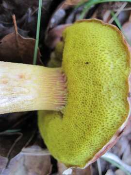 Image of Aureoboletus flaviporus (Earle) Klofac 2010