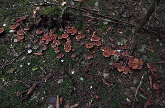 Слика од Tricholoma vaccinum (Schaeff.) P. Kumm. 1871