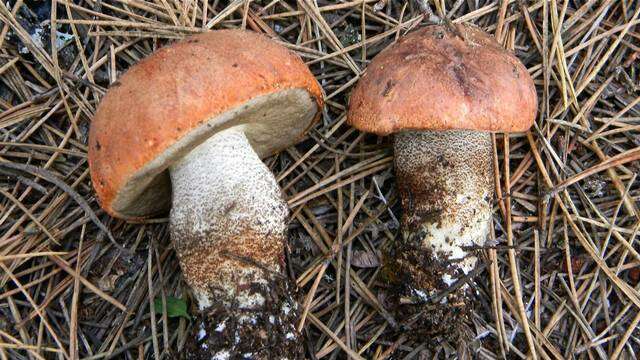 Image of Leccinum manzanitae Thiers 1971