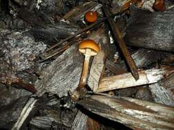 Image of Galerina