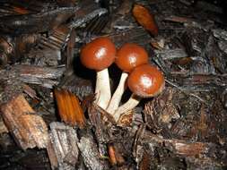 Image of Galerina