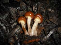 Image of Galerina