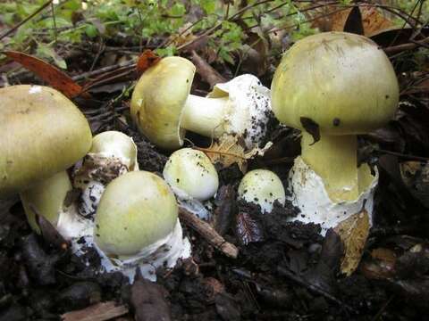 Image of Amanita