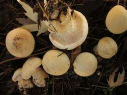 Image of Leucopaxillus albissimus (Peck) Singer 1939