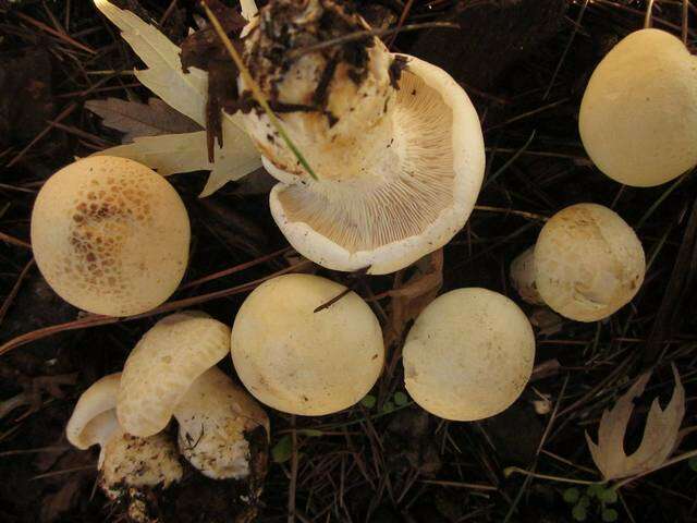 صورة Leucopaxillus albissimus (Peck) Singer 1939