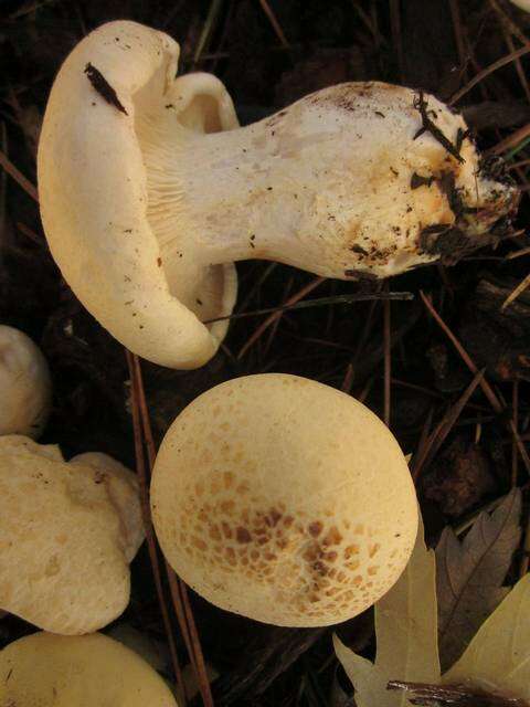 صورة Leucopaxillus albissimus (Peck) Singer 1939