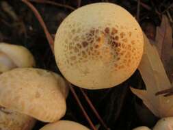 صورة Leucopaxillus albissimus (Peck) Singer 1939