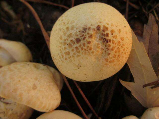 Image of Leucopaxillus albissimus (Peck) Singer 1939