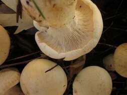 صورة Leucopaxillus albissimus (Peck) Singer 1939