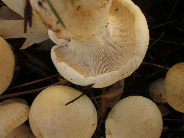 Image of Leucopaxillus albissimus (Peck) Singer 1939