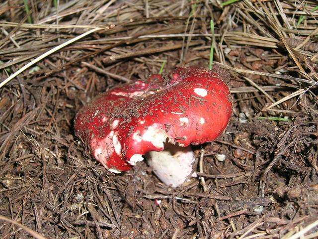 Image of Russula sanguinea Fr. 1838