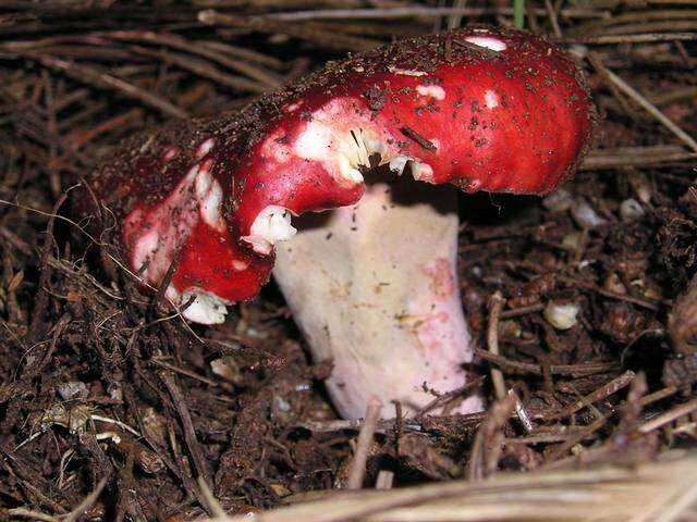 Image of Russula sanguinea Fr. 1838