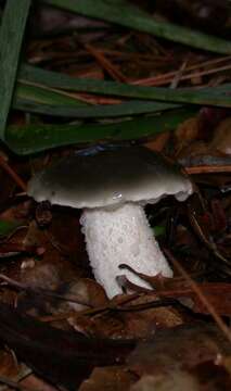 Image of Suillus pungens Thiers & A. H. Sm. 1964