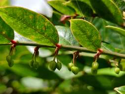 Phyllanthus anamalayanus (Gamble) G. L. Webster的圖片