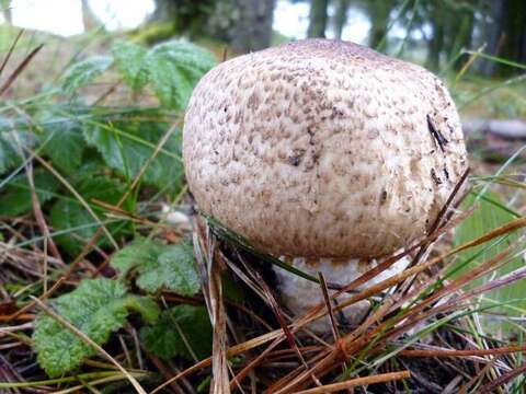 Image of Agaricus augustus Fr. 1838