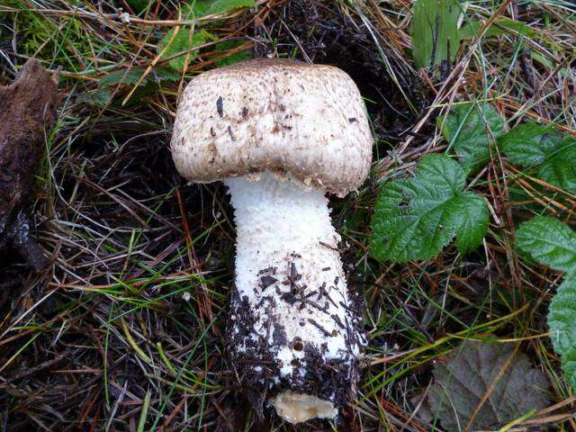 Image of Agaricus augustus Fr. 1838