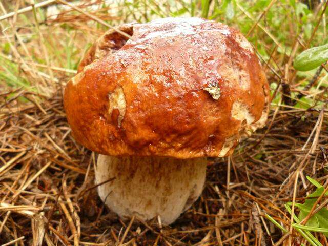 Image of Boletus