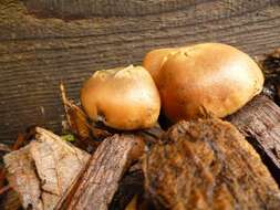 Image of Psilocybe