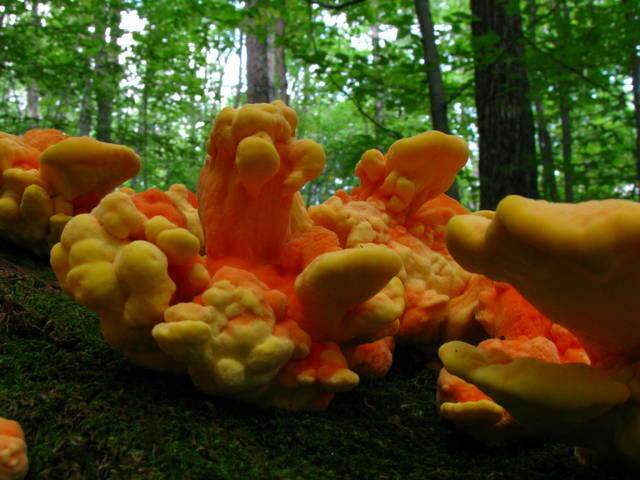 Image de Laetiporus