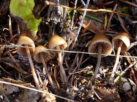 Image of Psilocybe pelliculosa (A. H. Sm.) Singer & A. H. Sm. 1958