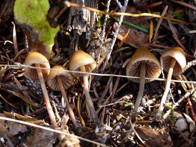 Image de Psilocybe pelliculosa (A. H. Sm.) Singer & A. H. Sm. 1958