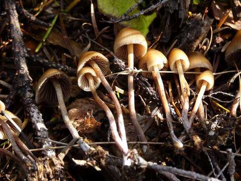 Image of Psilocybe pelliculosa (A. H. Sm.) Singer & A. H. Sm. 1958