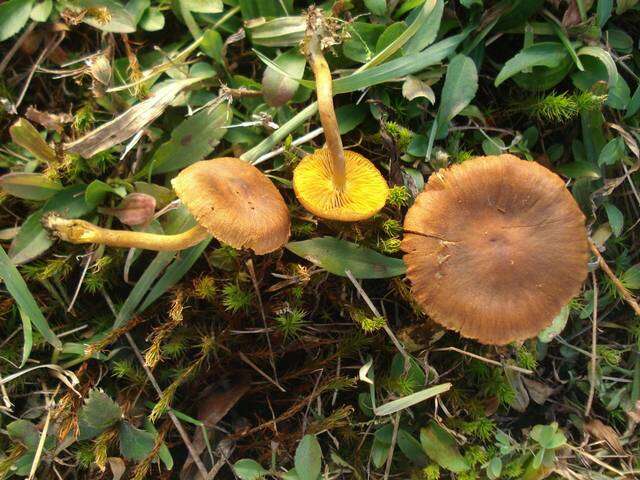 Image of Cortinarius croceus (Schaeff.) Gray 1821