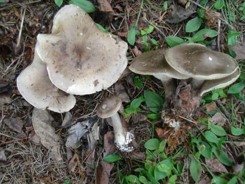 Image of Ampulloclitocybe