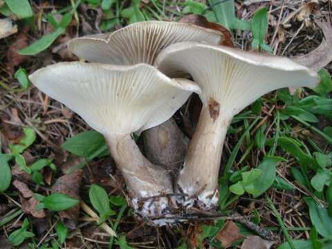 صورة Ampulloclitocybe