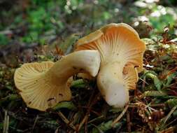 Image of Cantharellus formosus Corner 1966