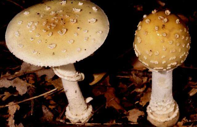 Image of Amanita velatipes G. F. Atk. 1900