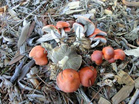 Image of Leratiomyces