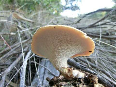 Polyporus resmi