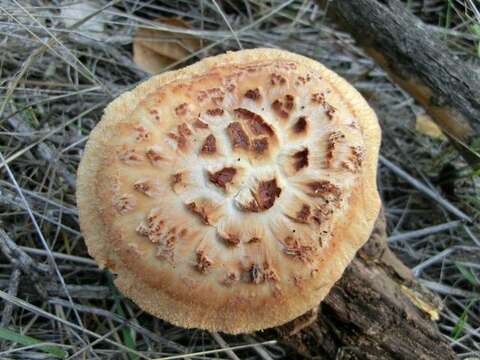 Image of Polyporus