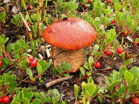 Leccinum arctostaphyli V. L. Wells & Kempton 1967的圖片