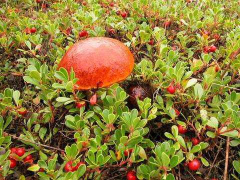 Image of Leccinum arctostaphyli V. L. Wells & Kempton 1967