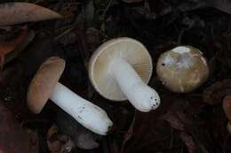 Image of Russula puellaris Fr. 1838