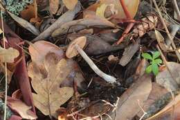 Image of Cortinarius casimiri (Velen.) Huijsman 1955