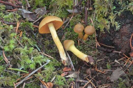 Image of Cortinarius croceus (Schaeff.) Gray 1821