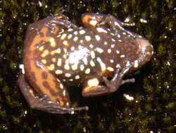 Image of Chimantá Poison Frog