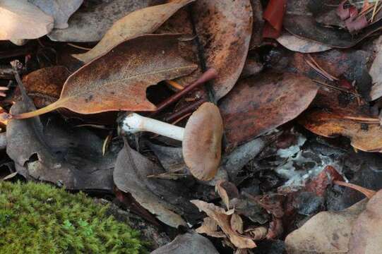 Image of <i>Cortinarius leucopus</i> (Bull.) Fr.