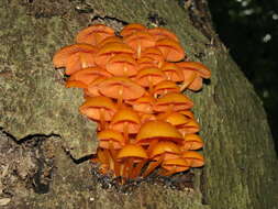 Image of Mycena leaiana (Berk.) Sacc. 1891