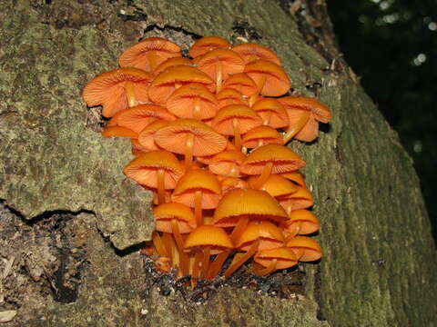 Image of Mycena leaiana (Berk.) Sacc. 1891