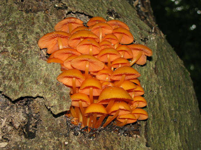 Image of Mycena leaiana (Berk.) Sacc. 1891